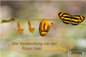 Die Metamorphose / Verwandlung von der Raupe zum Schmetterling